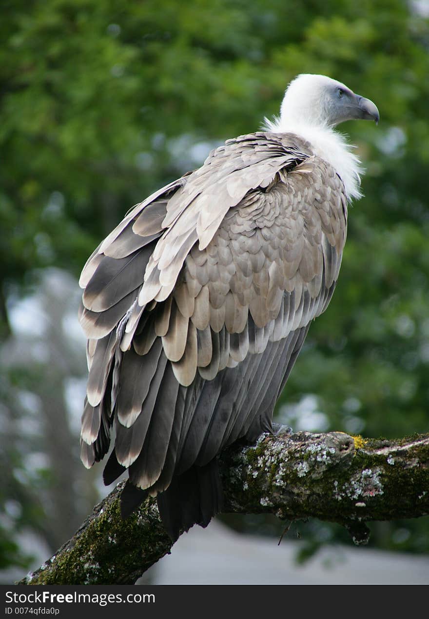 Vulture 4