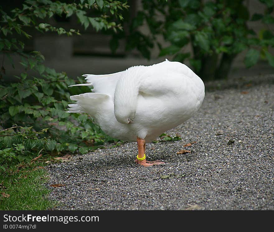 Domestic goose. Domestic goose