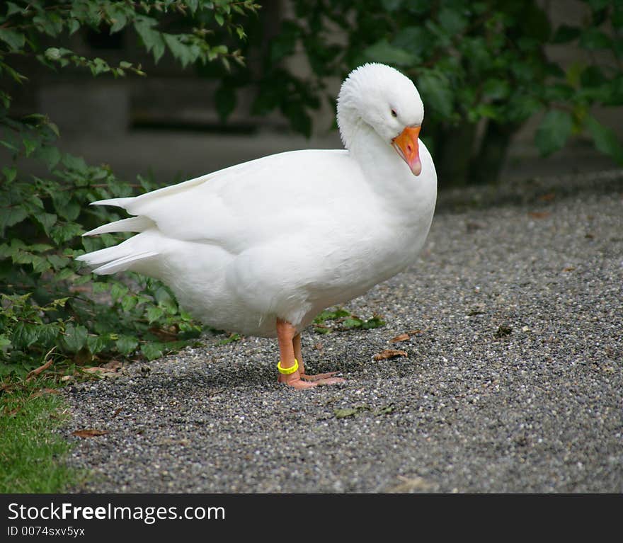 Domestic goose. Domestic goose