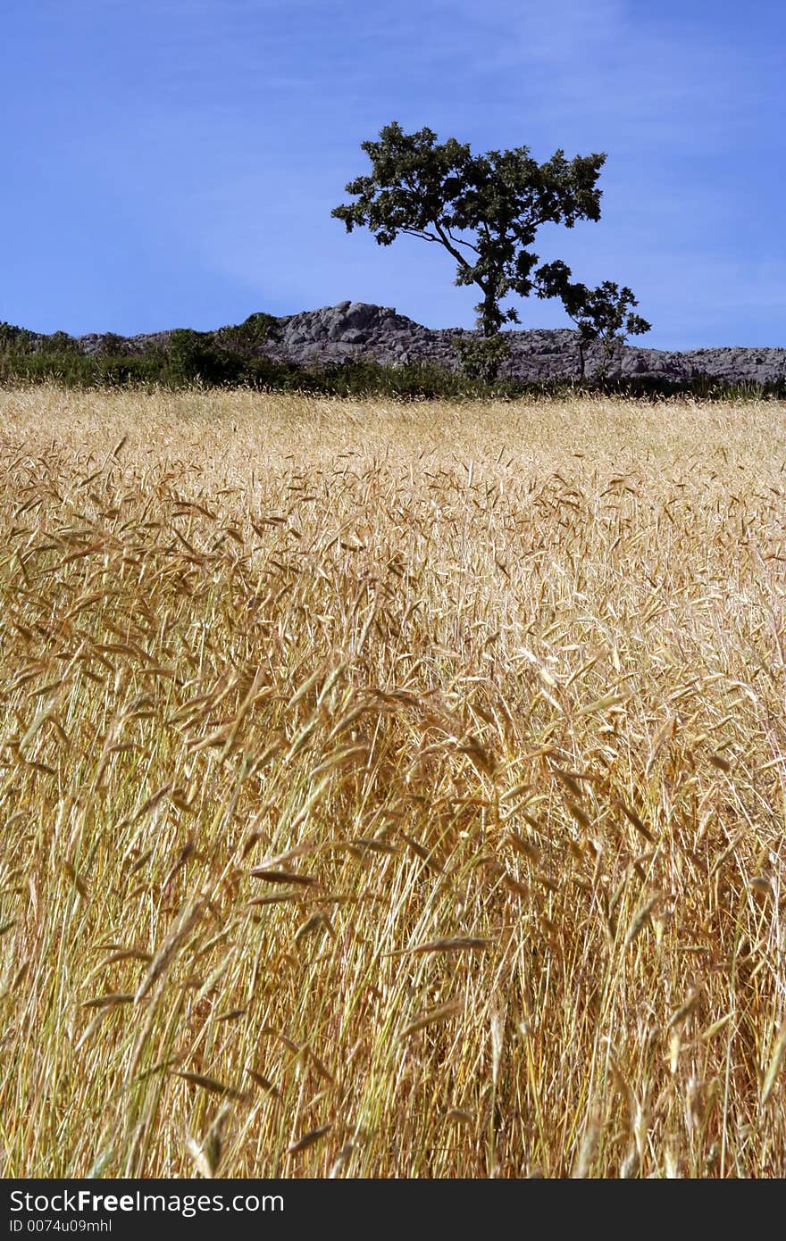 Cereal Field