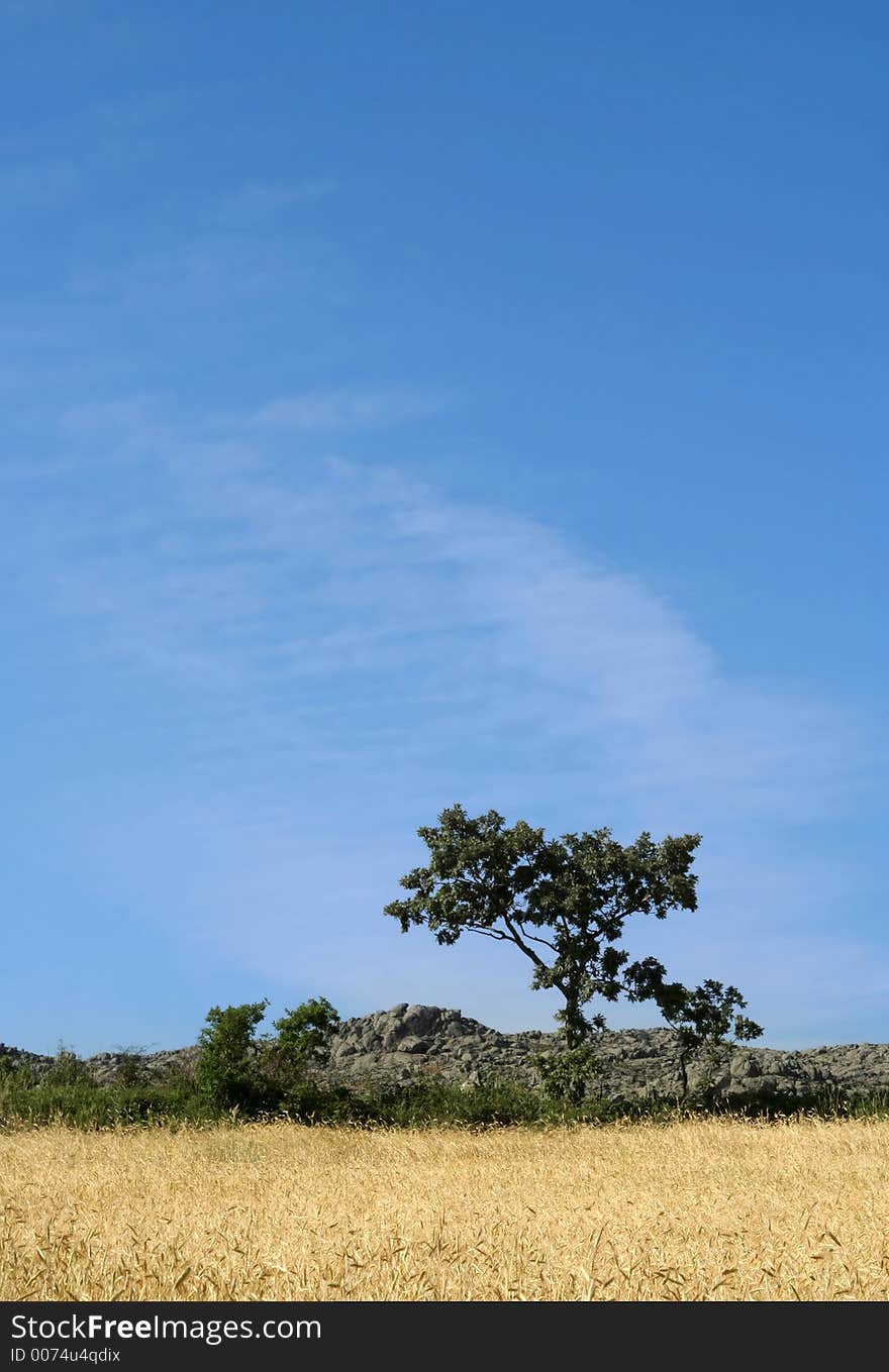 Tree in cereal field