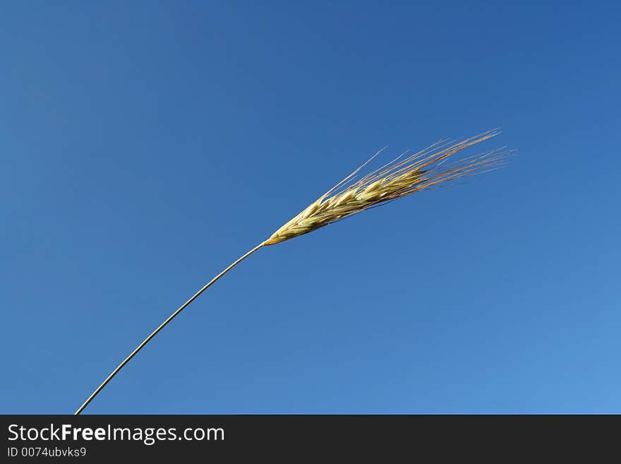 Wheat corn on a summer day with blue sky as background