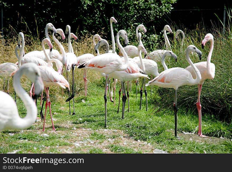 Pink flamingos. Pink flamingos