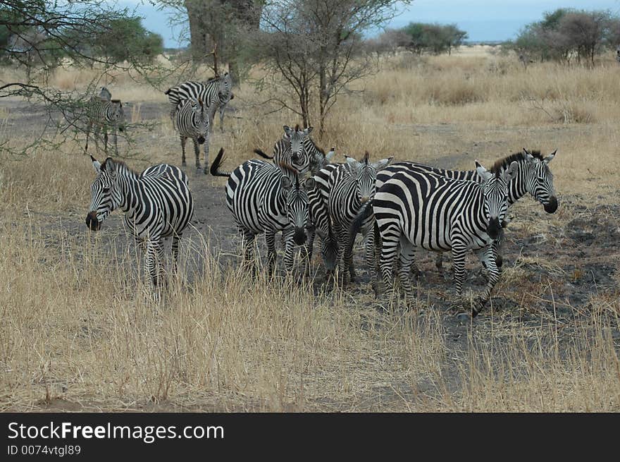 Zebra posing for me