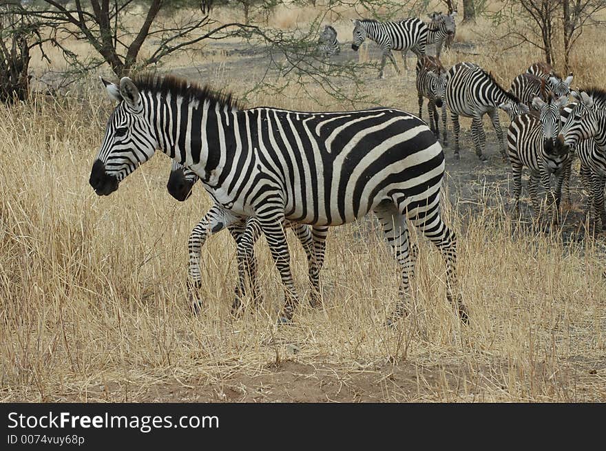 Zebra in Tanzania. Zebra in Tanzania