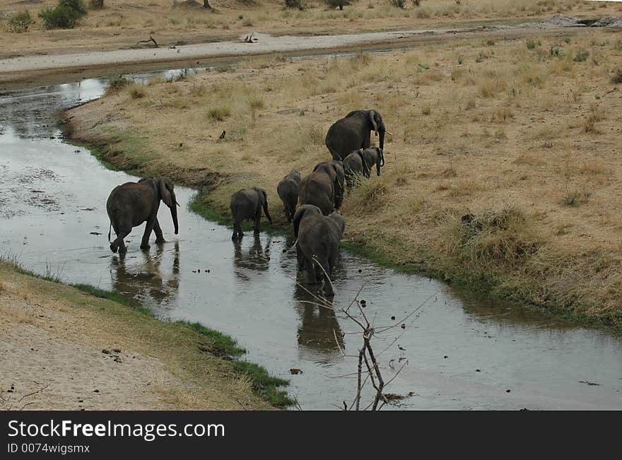 Elephants in Tanzania. Elephants in Tanzania