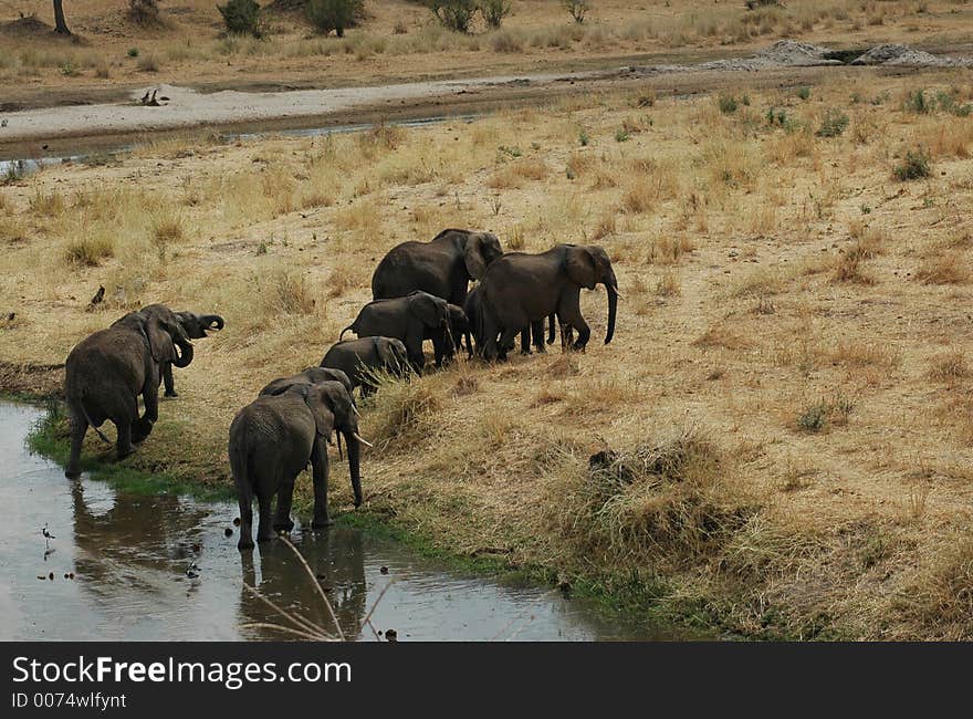 Elephants in Tanzania. Elephants in Tanzania