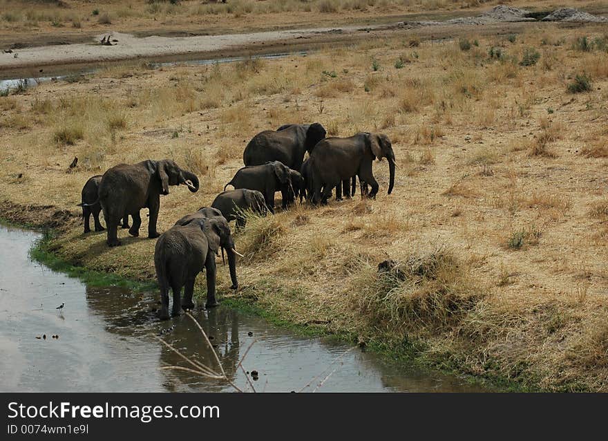 Elephants in Tanzania. Elephants in Tanzania