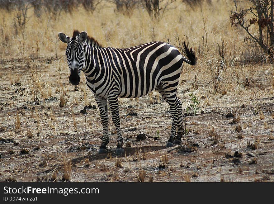 Zebra In Tanzania