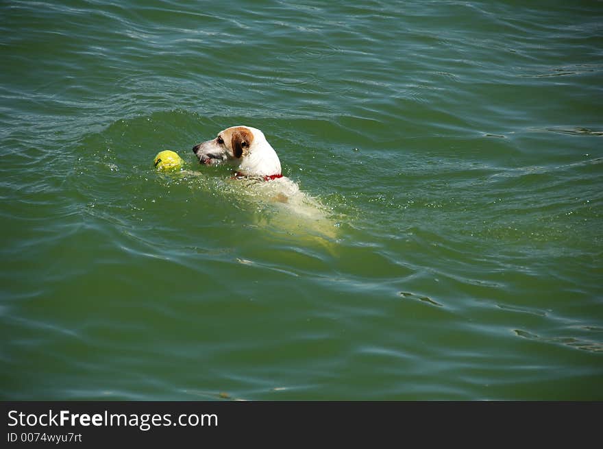 Jack Russell Terrier Dog. Jack Russell Terrier Dog