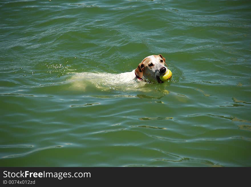 Jack Russell Terrier Dog. Jack Russell Terrier Dog