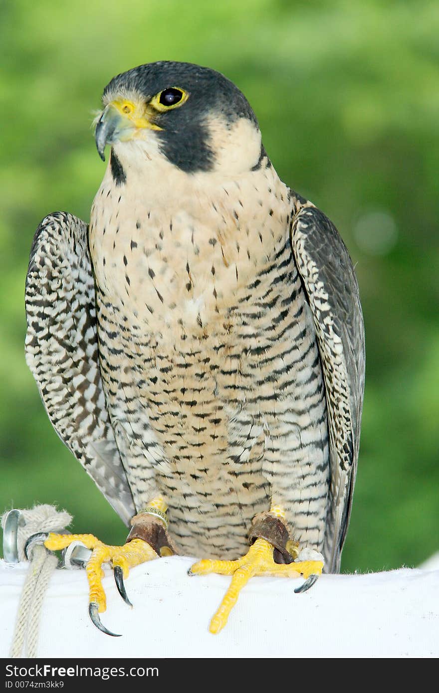 Peregrine Falcon