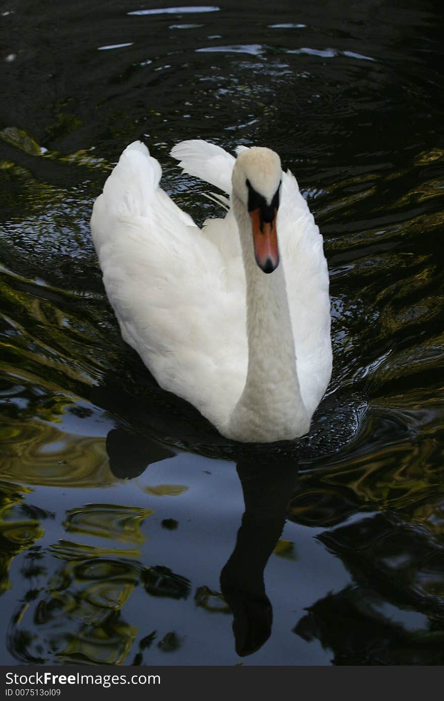 Swan