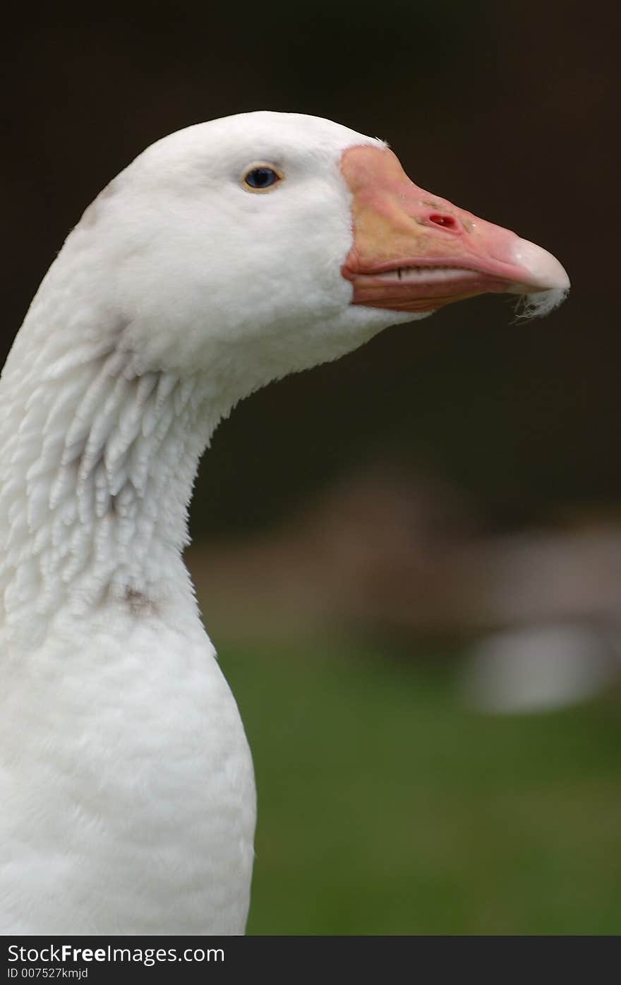 A Goose standing tall. A Goose standing tall