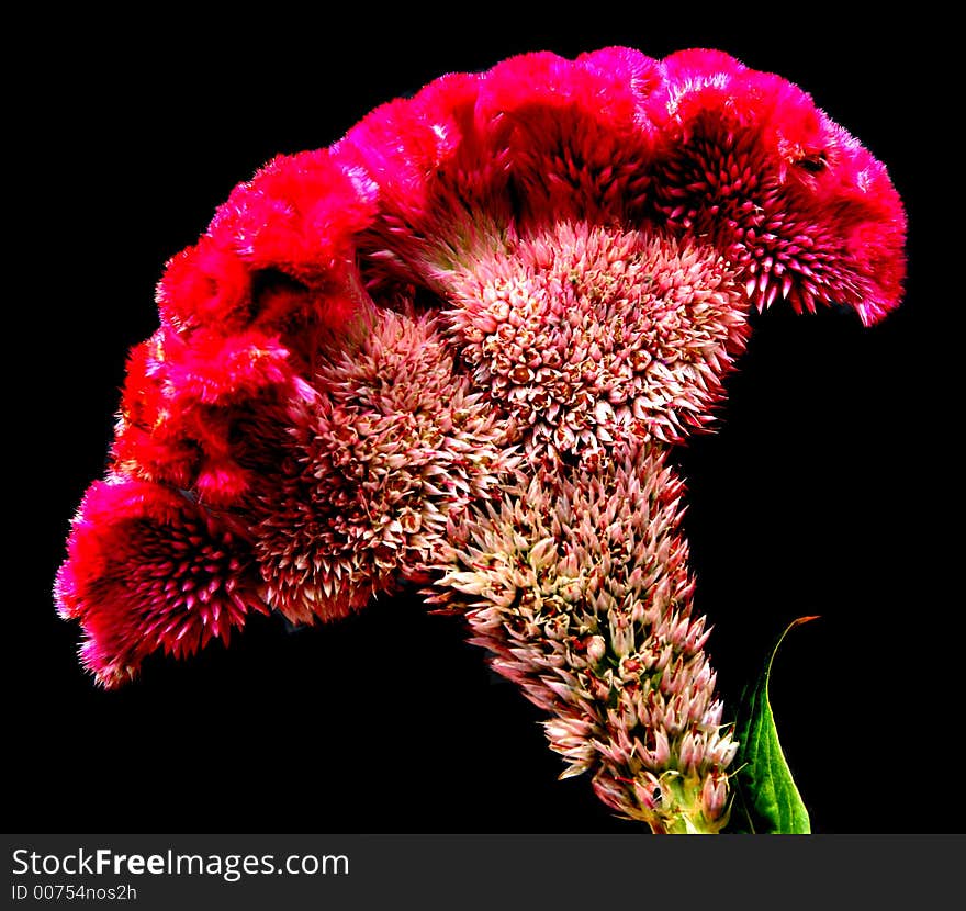 Single flower (looks like the folds of a brain). Single flower (looks like the folds of a brain)