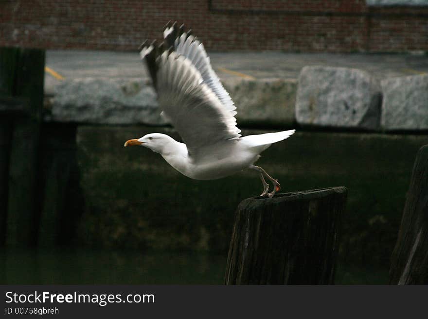 This seagull is just about to take flight. This seagull is just about to take flight.