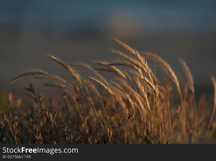 Straw in sunset near the beach