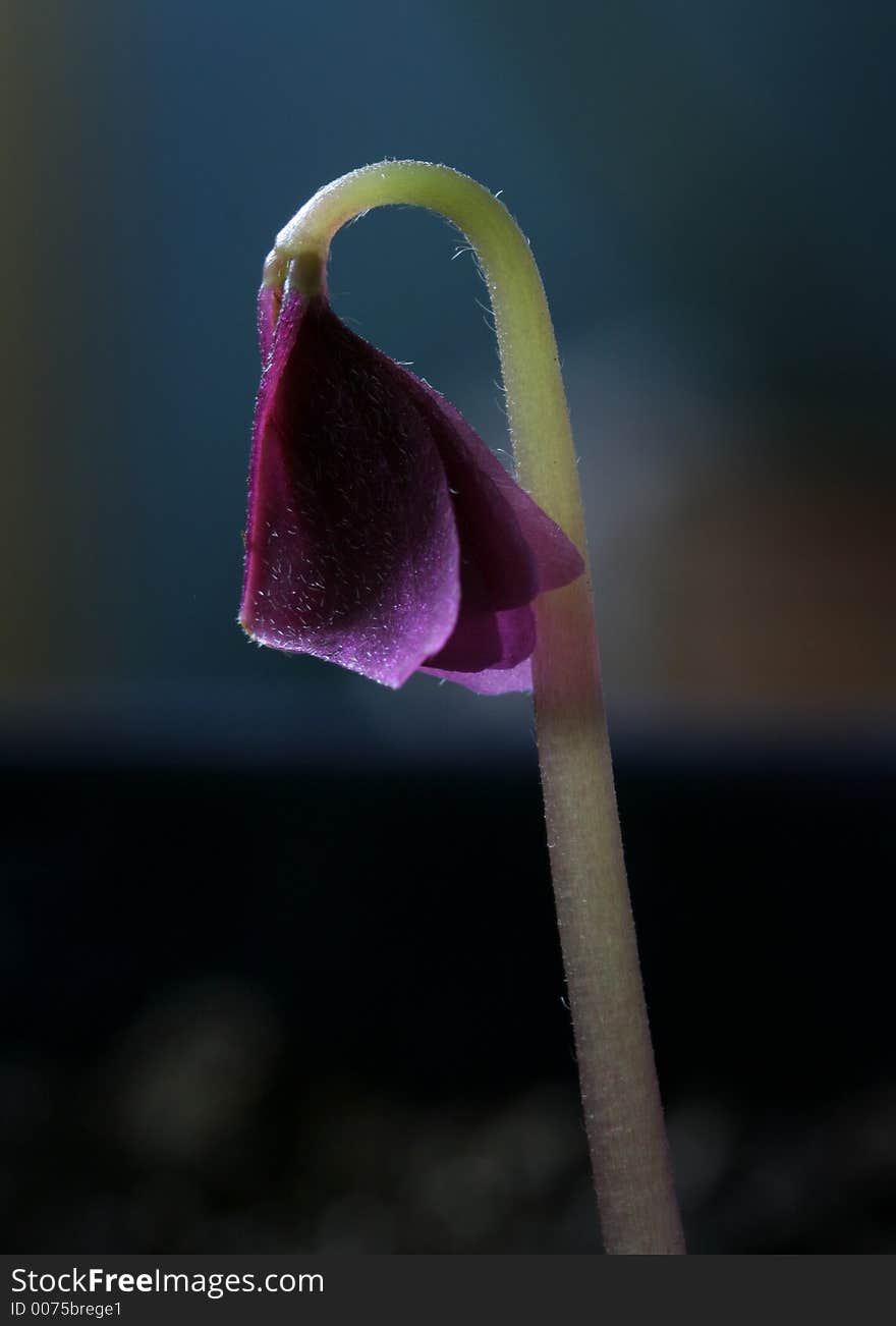 Sprout of a purple shamrock