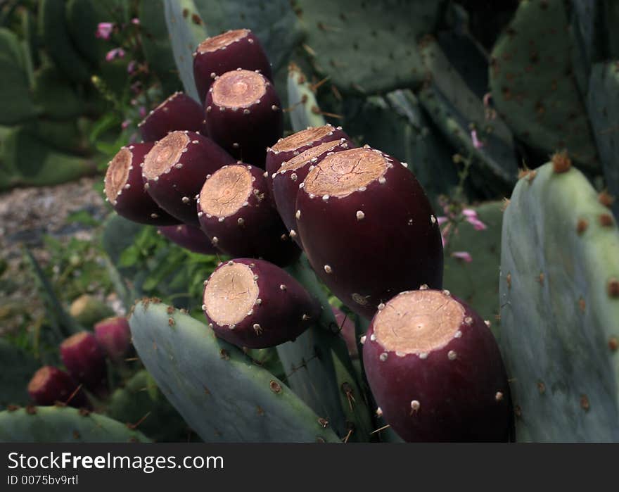 Prickly pear cactus in bloom