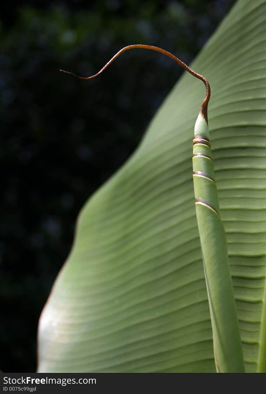 Unraveling of elephant ear plant. Unraveling of elephant ear plant