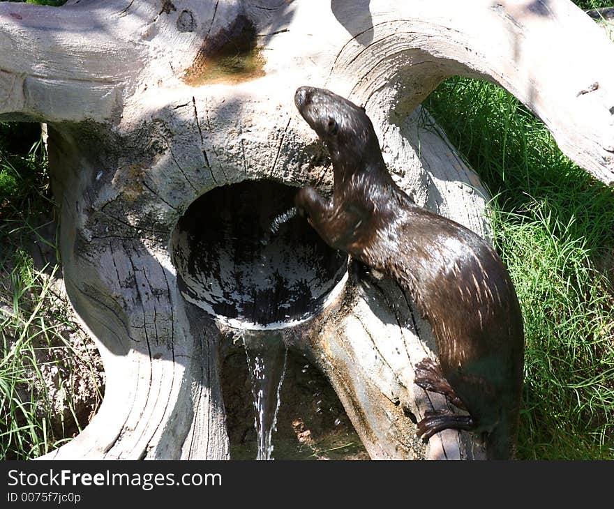 Otter