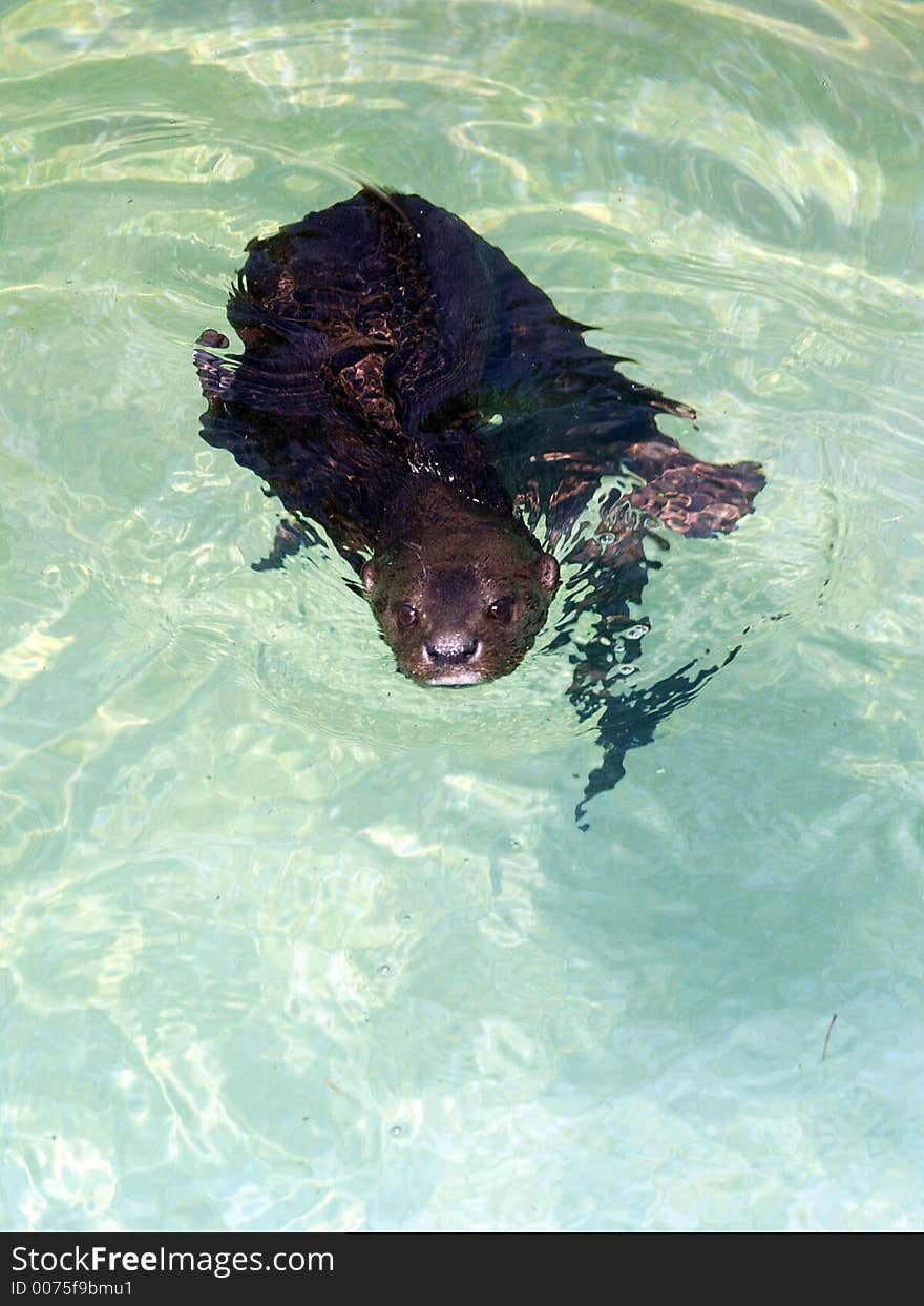 Sea Otter