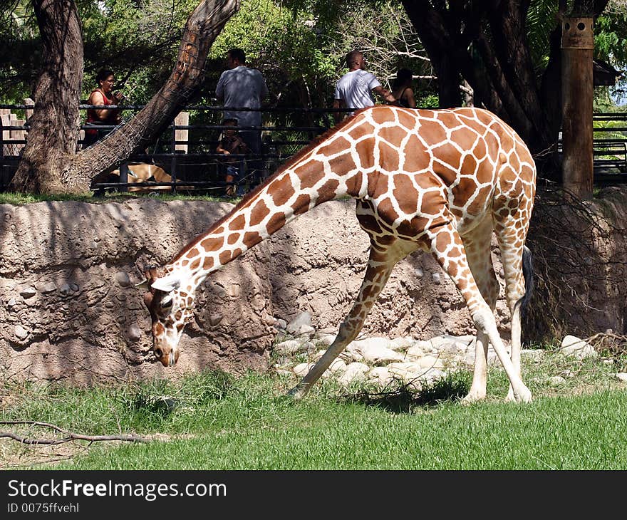 Eating Grass