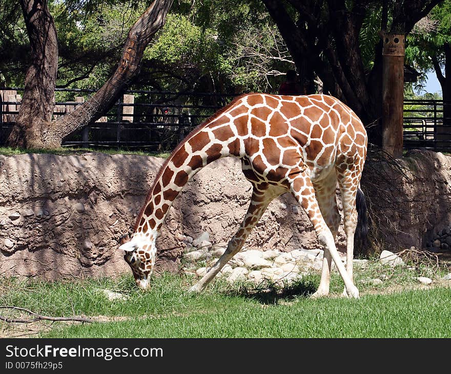 A giraffe bending over eating grass. A giraffe bending over eating grass.