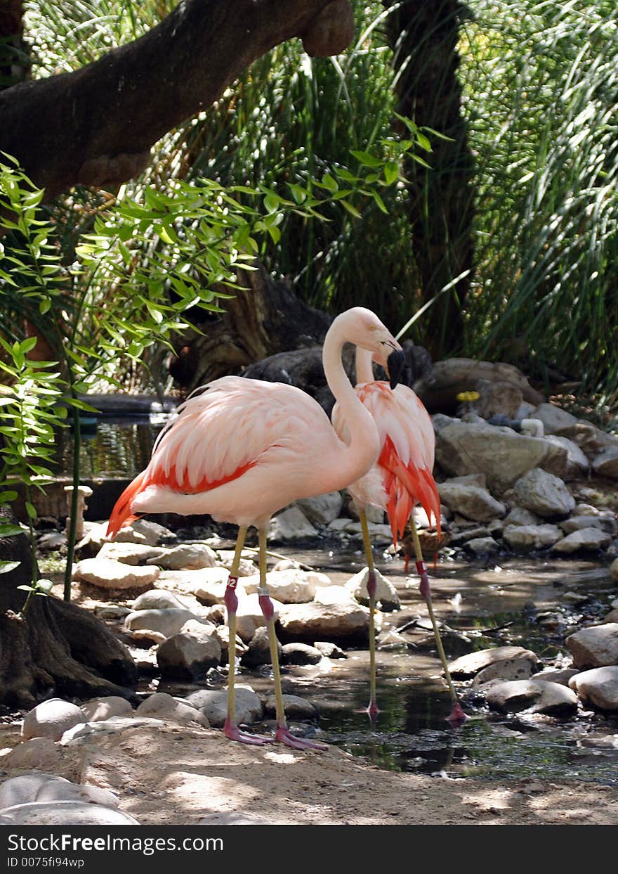 Flamingo Pair