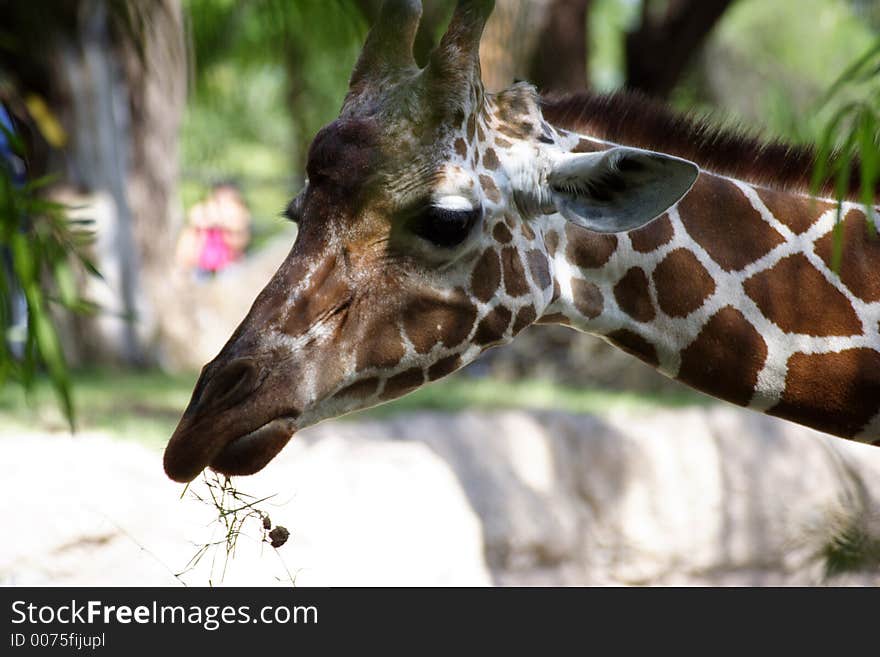 Face of Giraffe