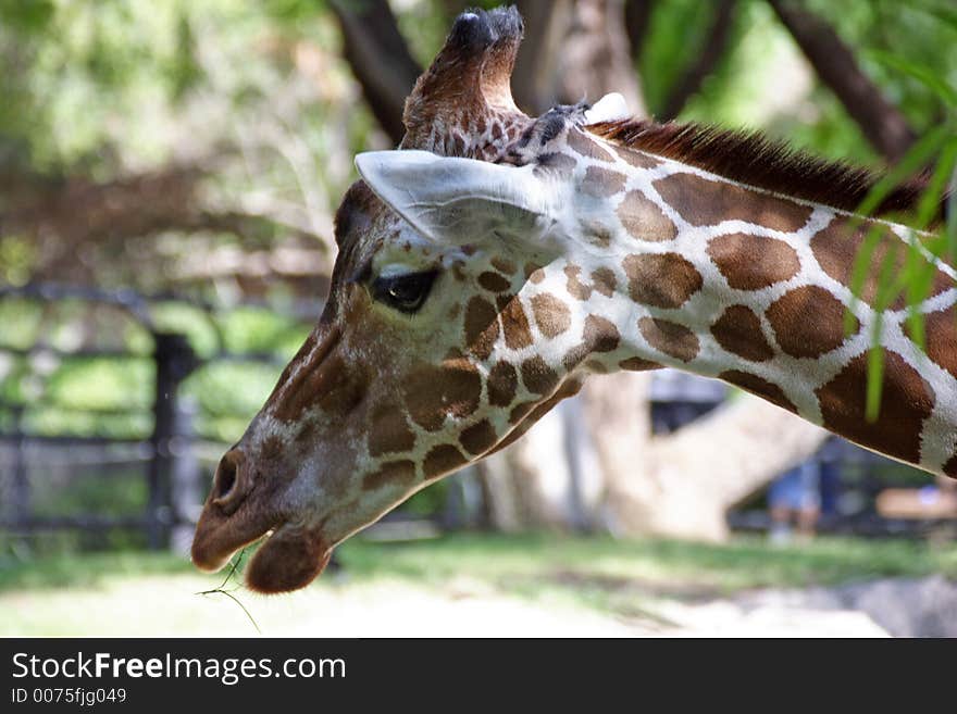 Face of Giraffe