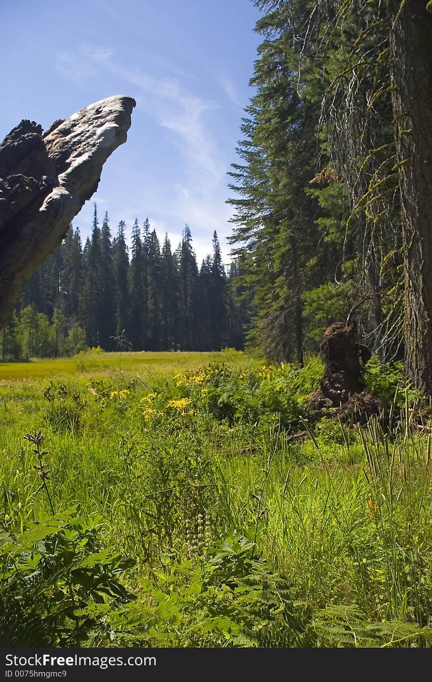 Mountain Meadow