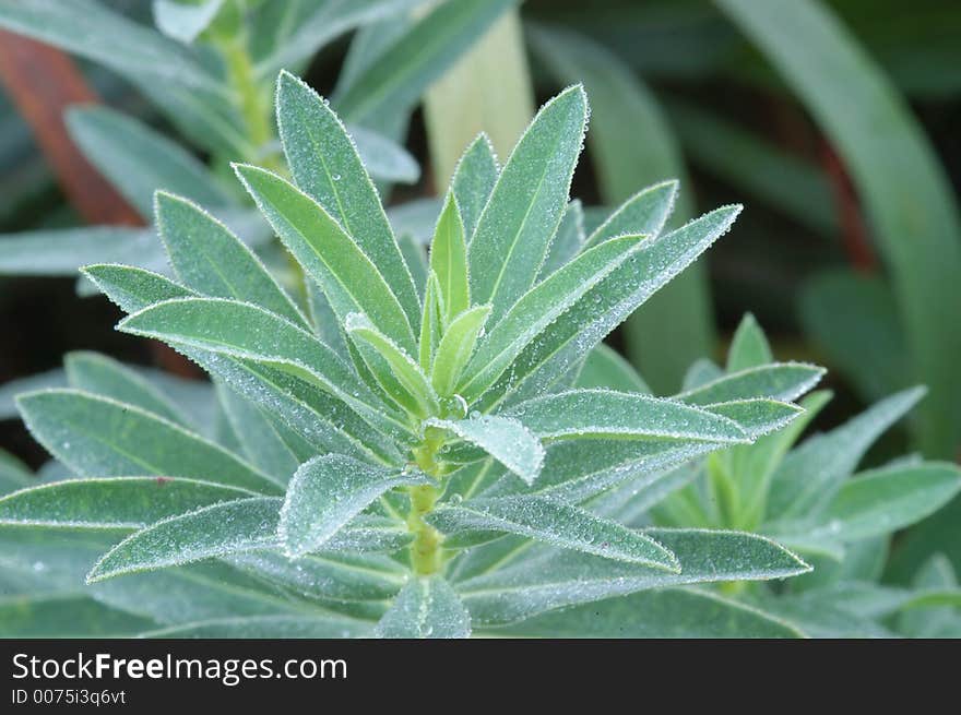 Leaf With Dew