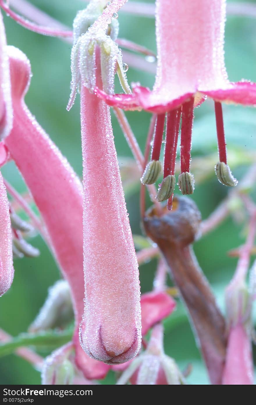 Pink Flower Close Up