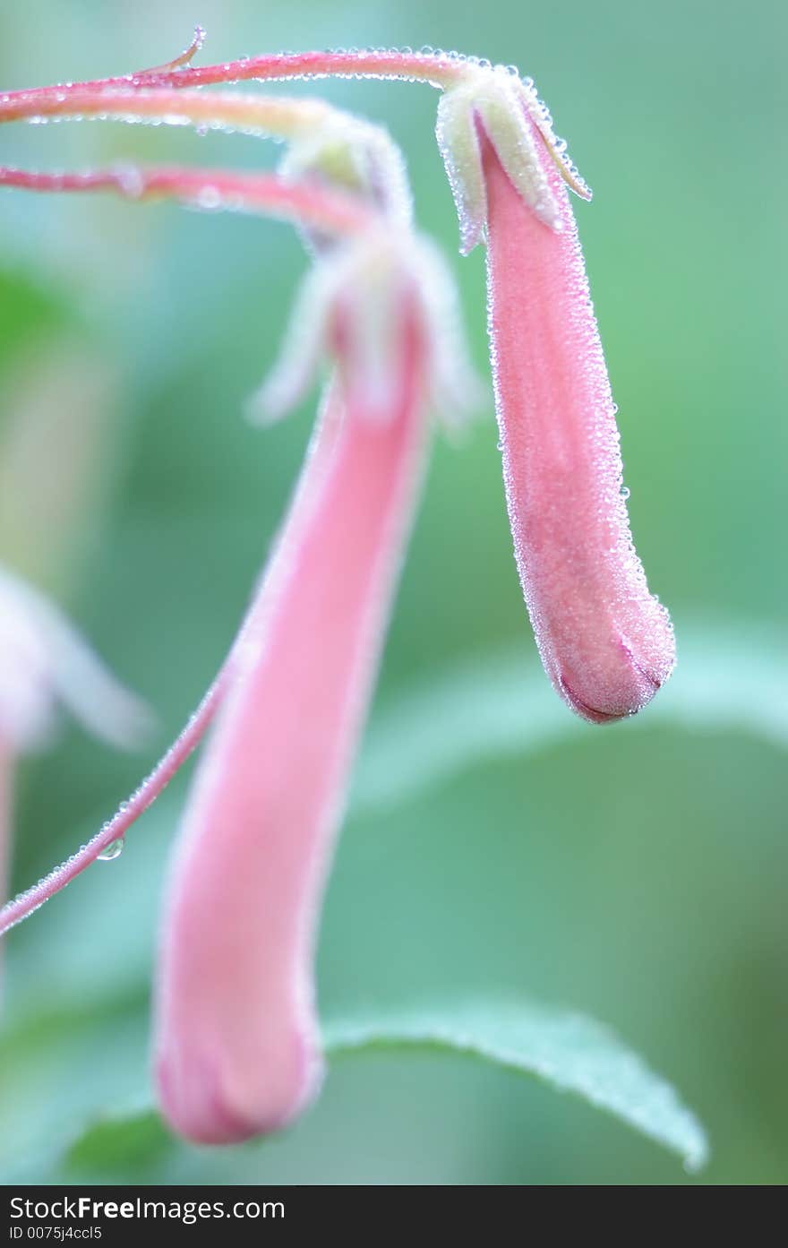 Pink Flower Ready To Bloom