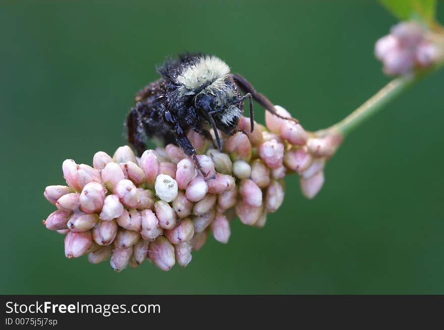 Bug on the flower