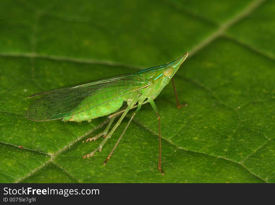 Green bug on a leaf, Venezuela, Henri Pittier National Park