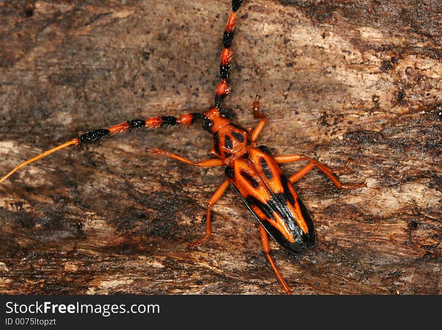 Tropical long-horned beetle on a bark, Venezuela, Henri Pittier National Park