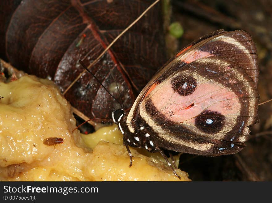 Butterfly eating