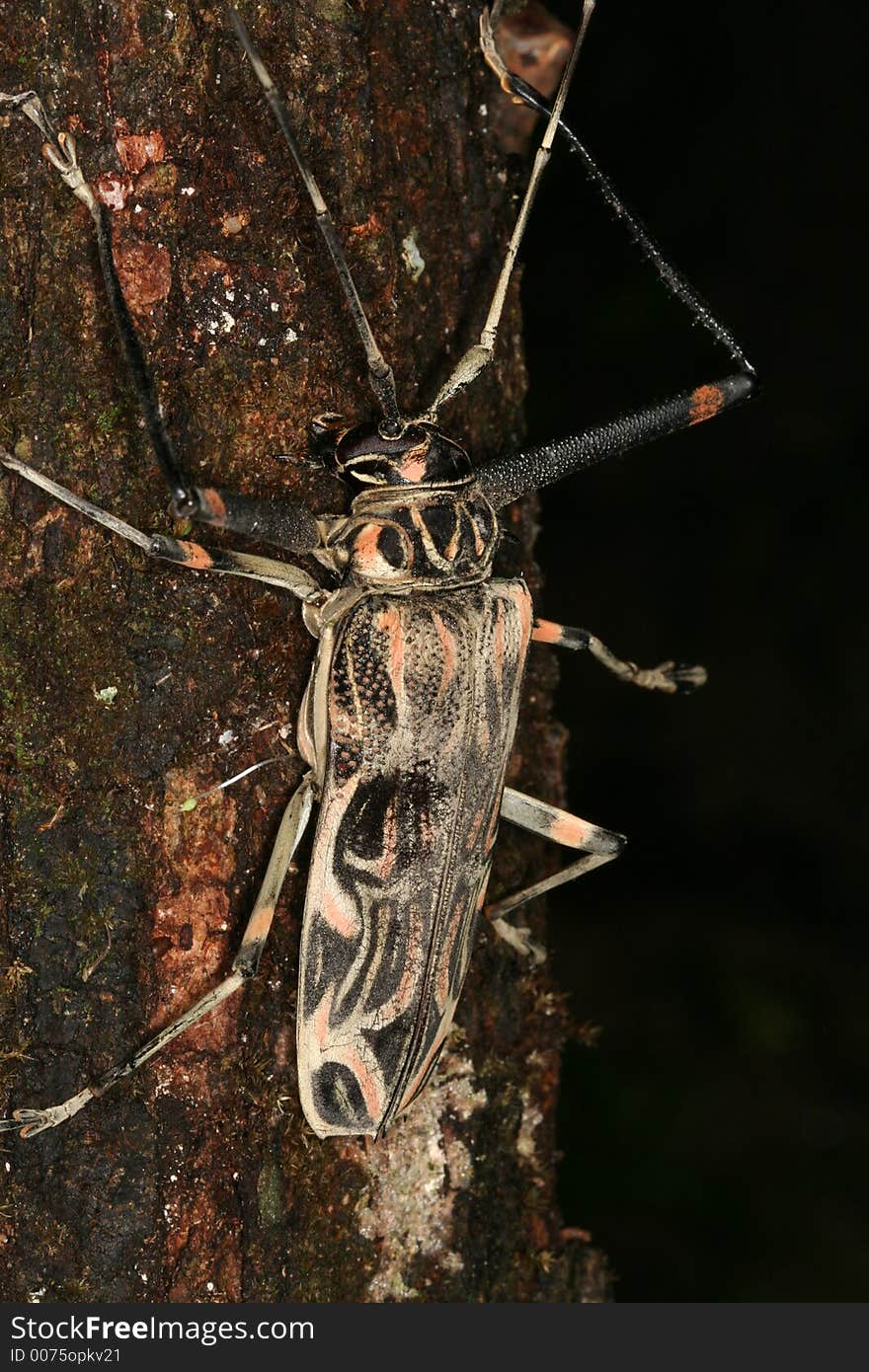 Harlequin longhorn beetle on a bark, Venezuela, Henri Pittier National Park. Harlequin longhorn beetle on a bark, Venezuela, Henri Pittier National Park