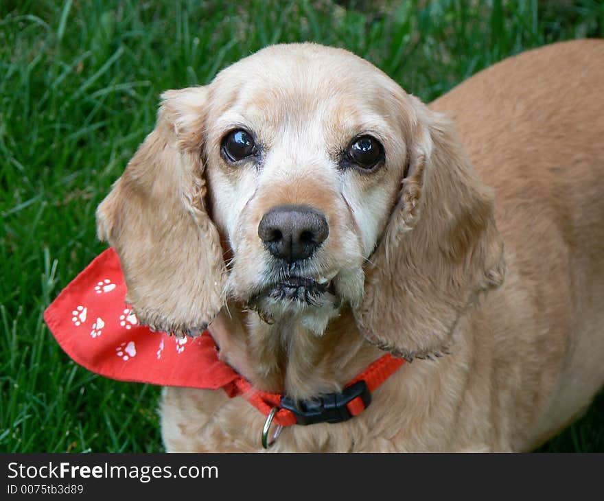 Snaggle Tooth Cocker Spaniel