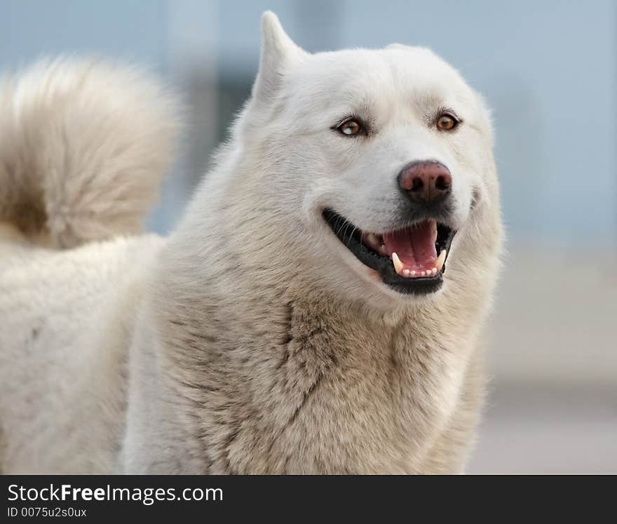 White-haired husky dog. White-haired husky dog