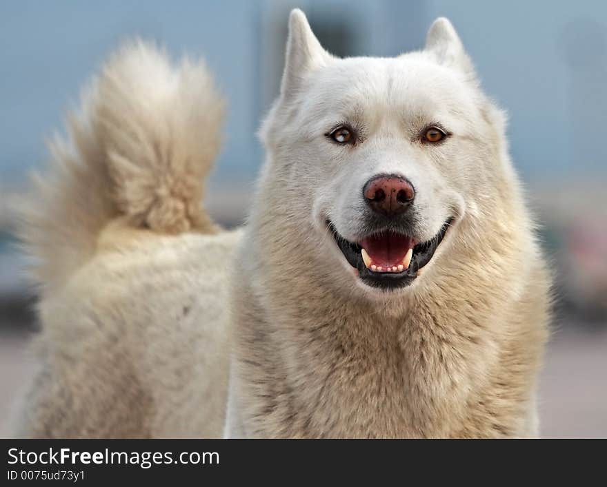 Smiling Husky