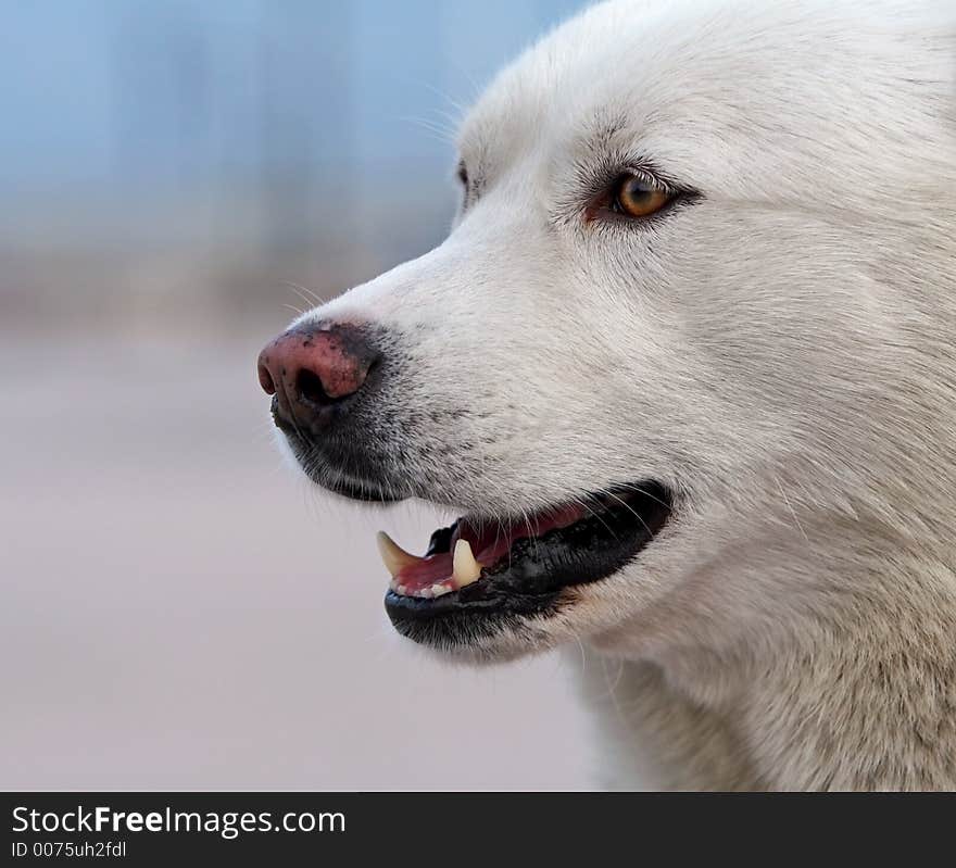 Portrait Of Husky Dog