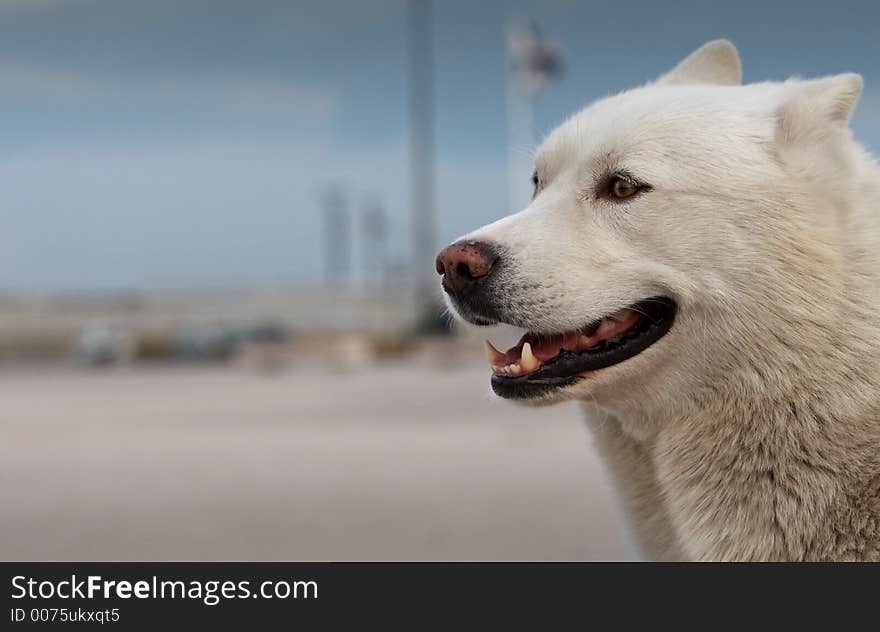 Smiling husky