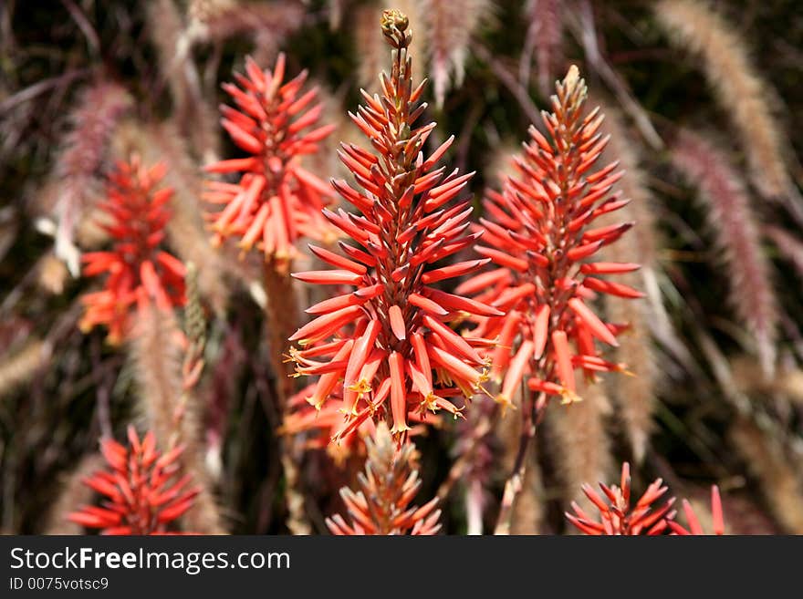 Red plant that has yellow flowers. Red plant that has yellow flowers