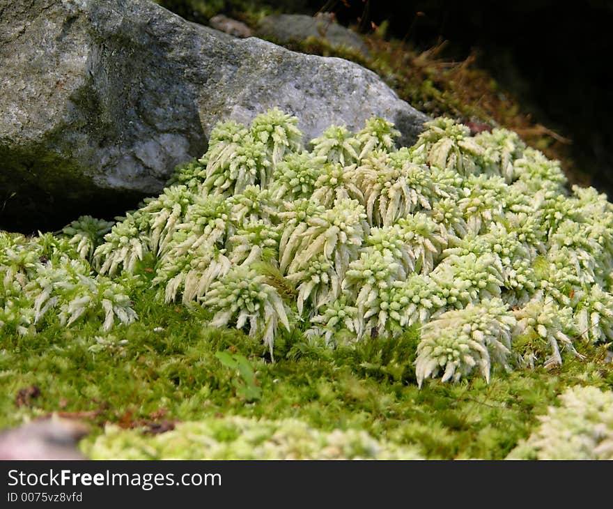 Moss growing near a river in Glocester, Rhode Island. Moss growing near a river in Glocester, Rhode Island.