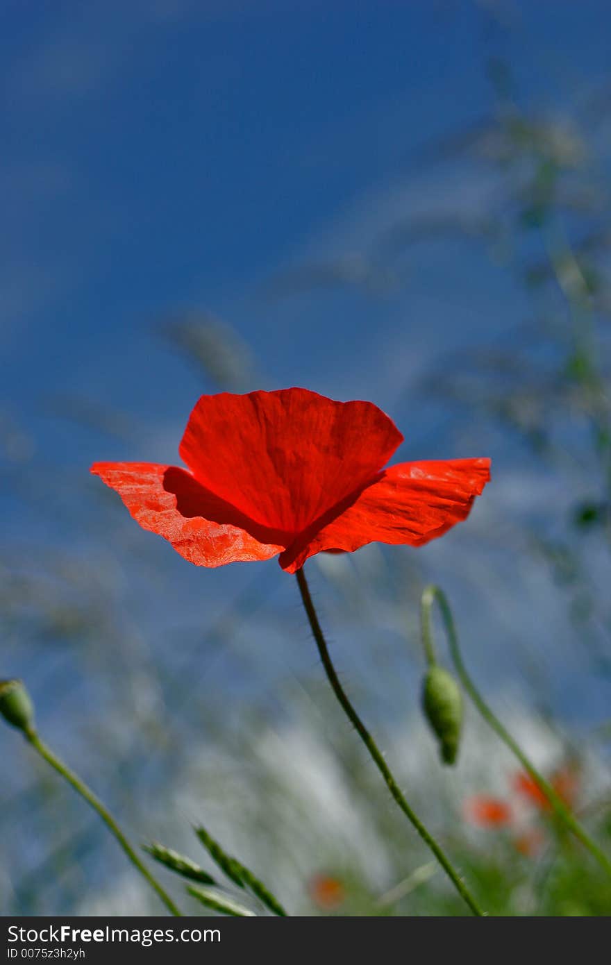 Poppy in the sun with a blue sky