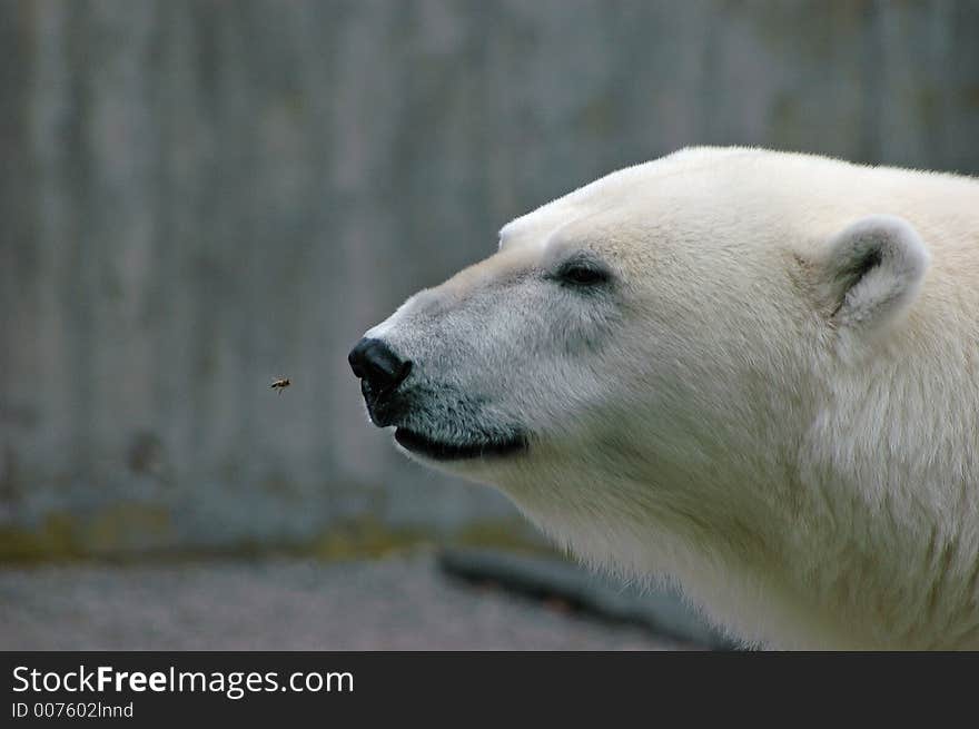 The Fight Between Wasp And Bear