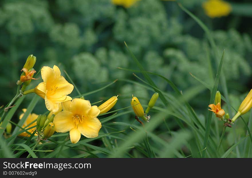 Daylilies